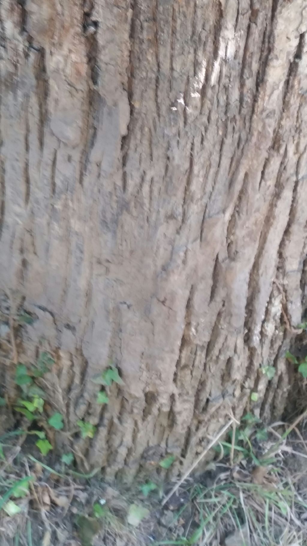 Opera del cinghiale?